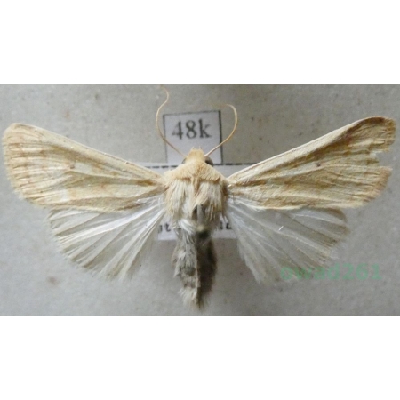 Mythimna vitellina (Hübner, 1808) Czech48k